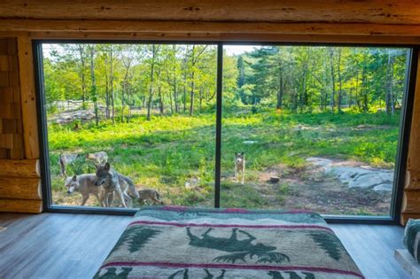 wolf lodge in parc omega quebec canada|glass cabin surrounded by wolves.